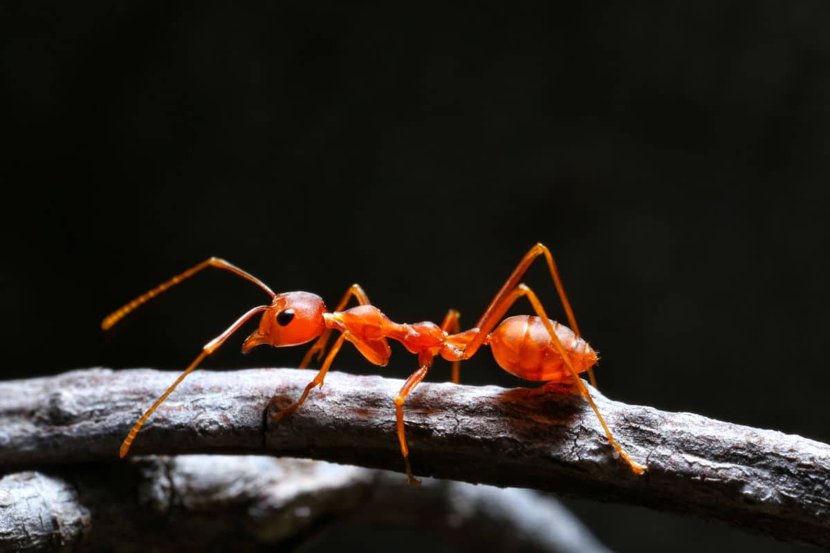 FIREANT